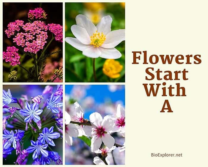 Flowers that start with A