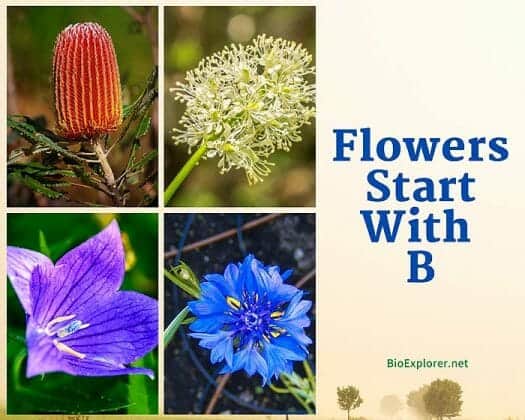 Flowers Starting With B Flower Names Begin With B BioExplorer