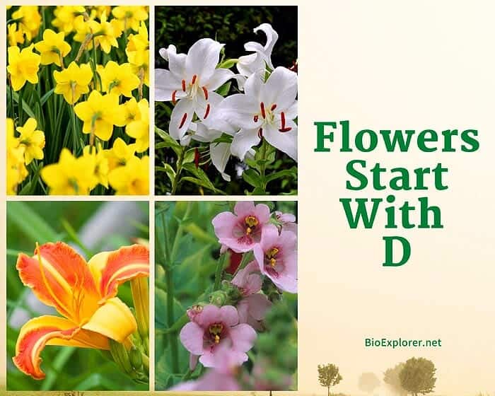 Flowers Start with D