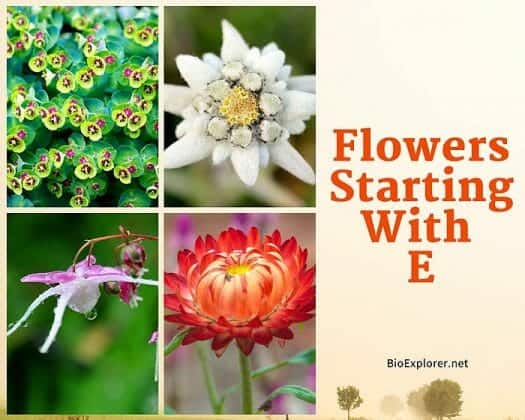Flowers Starting With E Flower Names Begin With E BioExplorer