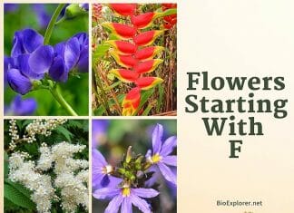 Flowers Start with F