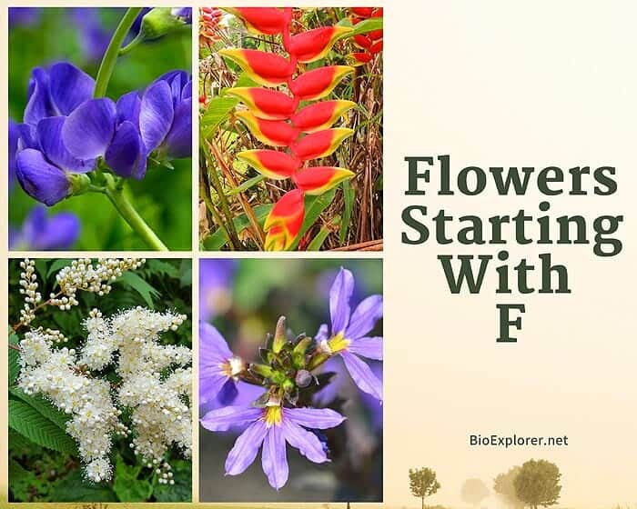 Flowers Starting with F