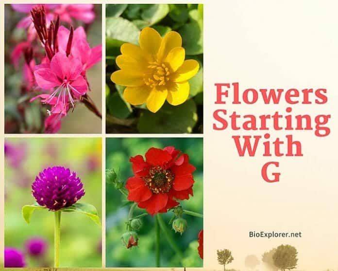 Flowers Starting with G G Flowers Flower Names Begin with G