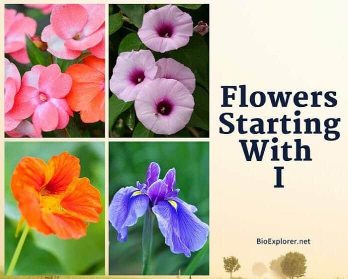 Flowers Starting With I Flower Names Begin With I BioExplorer
