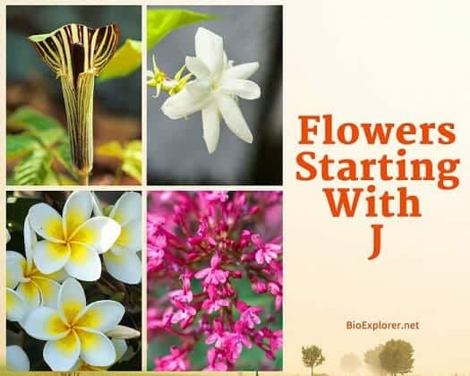 Flowers Starting With J Flower Names Begin With J BioExplorer