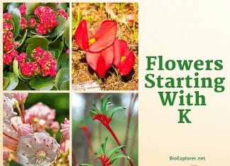 Flowers Starting with K