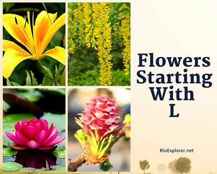 Flowers Starting with L L Flowers Flower Names Begin with L