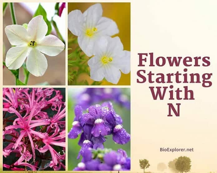 Flowers Starting with N N Flowers Flower Names Begin with N