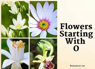 Flowers Starting with O