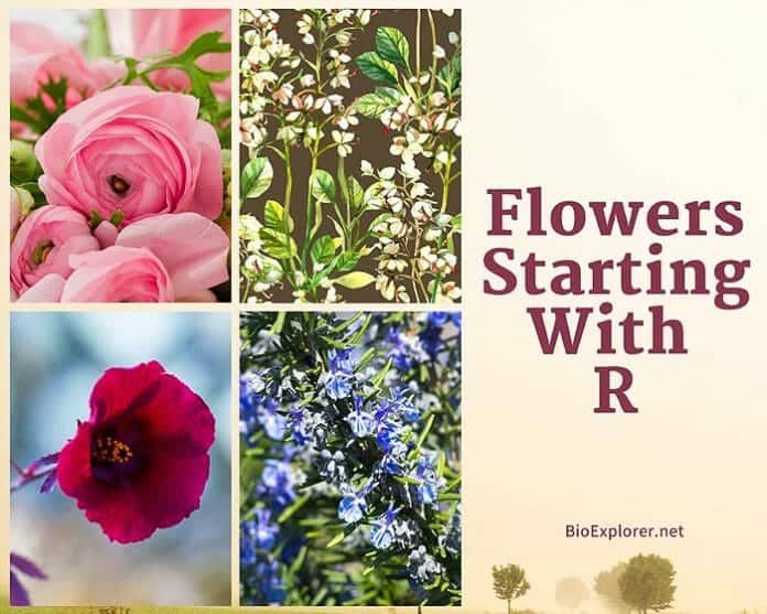 Flowers Starting with R R Flowers Flower Names Begin with R