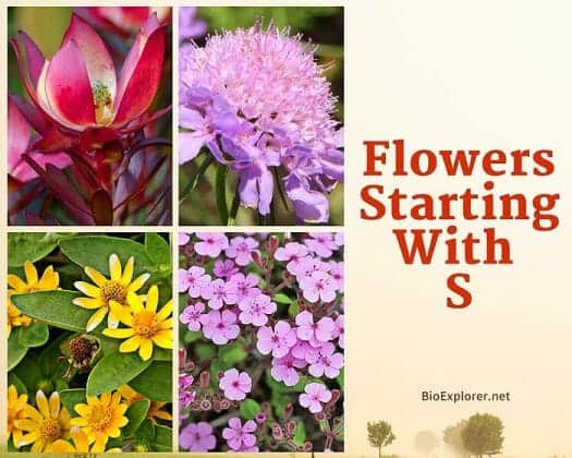 Flowers Starting With S Flower Names Begin With S BioExplorer