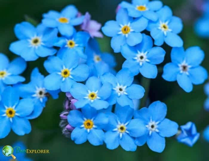 Forget Me Not Flowers