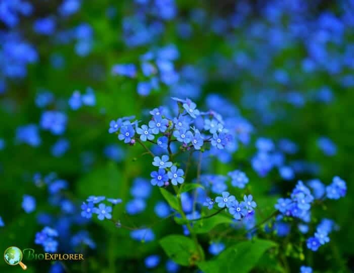 Forget Me Not Flowers