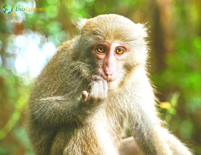 Formosan Rock Macaque Formosan Rock Macaque