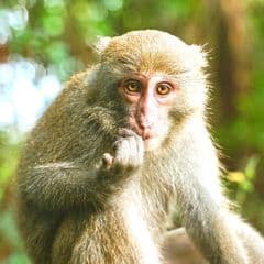 Formosan Rock Macaque Formosan Rock Macaque