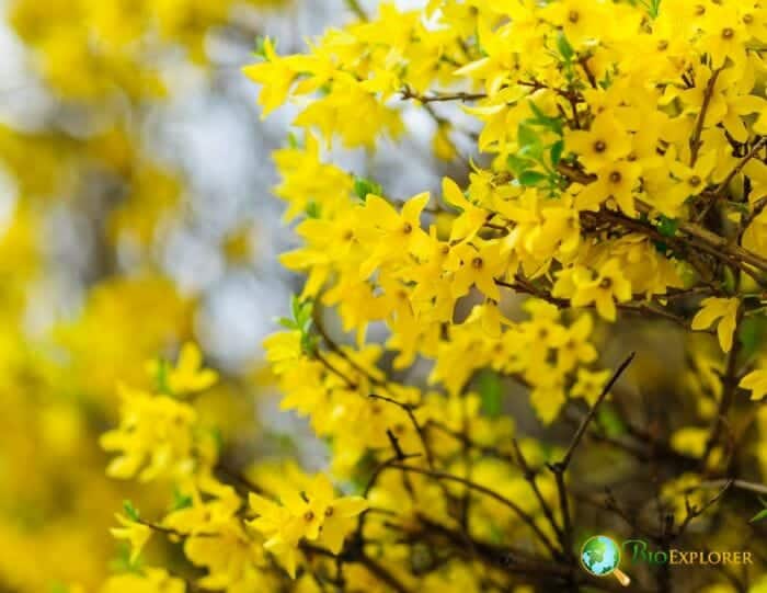 Forsythia Flowering Plant