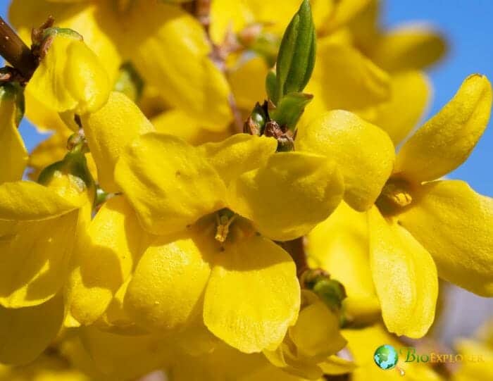 Forsythia Flowers