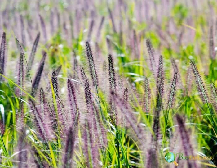 Fountain Grass Flowers