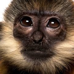 Francois' Langur Francois' Langur