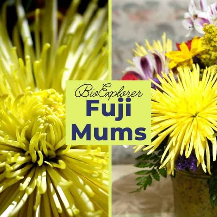 The History of the Chrysanthemums, sometimes called mums or