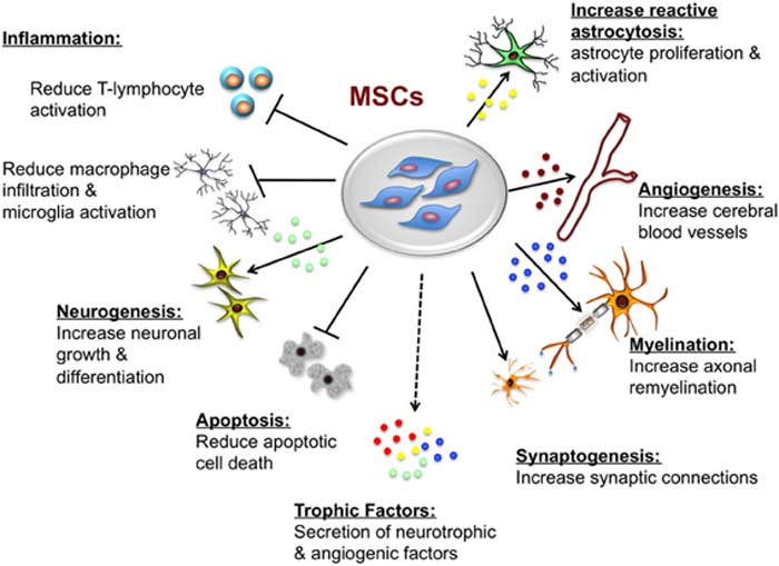 Functions of Mesenchymal Stem Cells