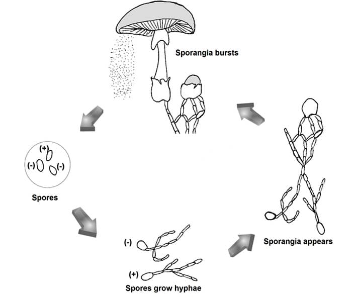 Fungi Sexual Reproduction Fungi Sexual Reproduction