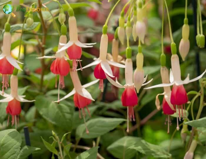 Fuschia Flowers Fuschia Flowers