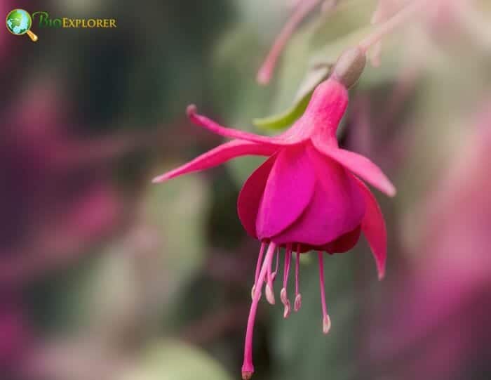 Fuschia Fuschia