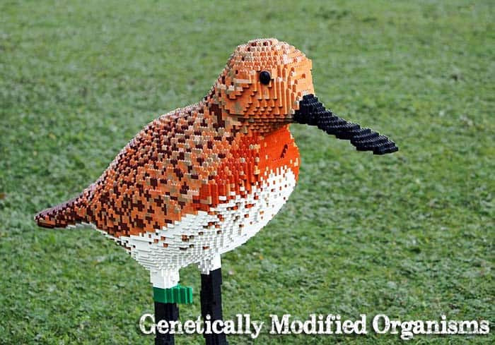 Genetically Modified Organisms Genetically Modified Organisms