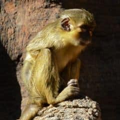 Gabon Talapoin Gabon Talapoin