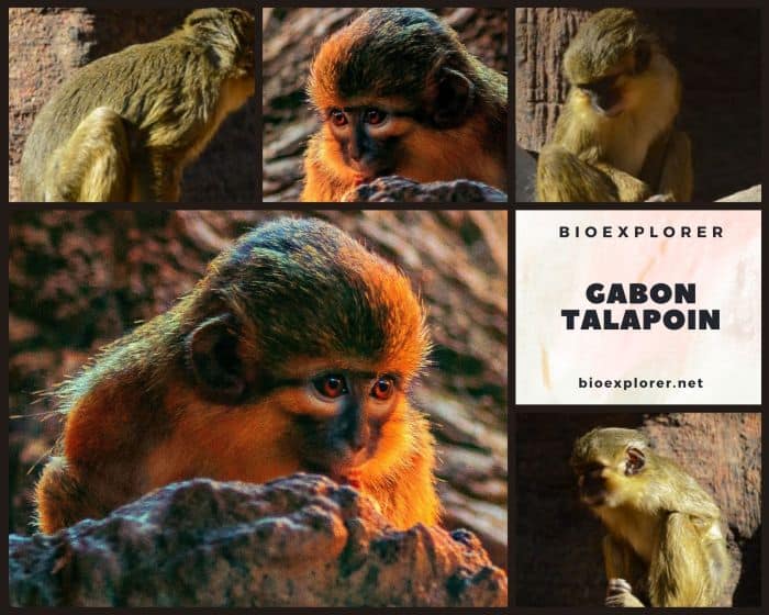 Gabon Talapoin