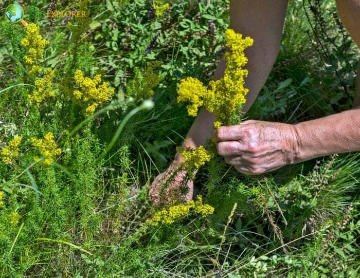 Galium Verum Flowers