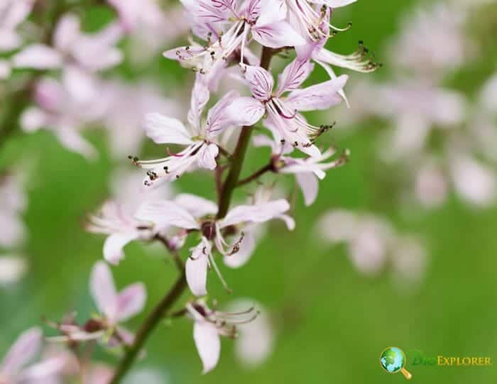 Gas Plant Flower