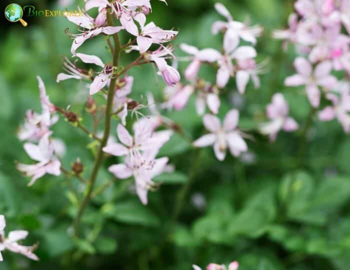 Gas Plant Flowers