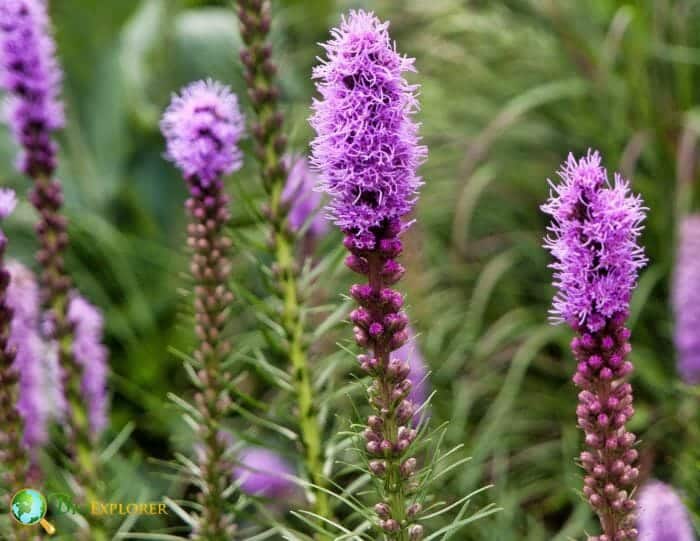 Gayfeather Flowers