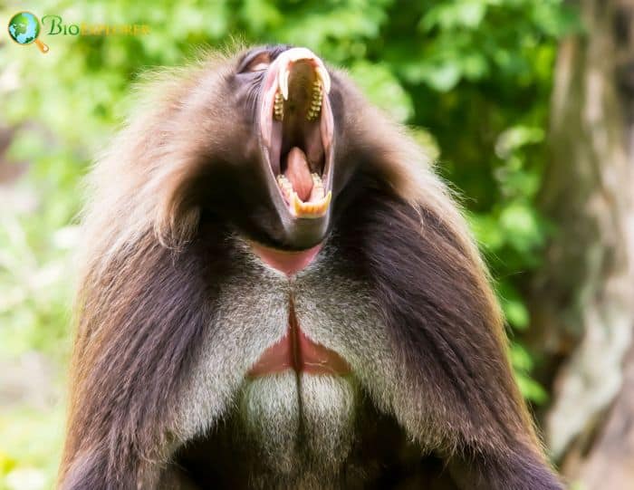 Gelada 