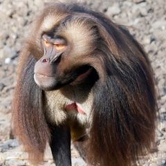 Gelada Baboon