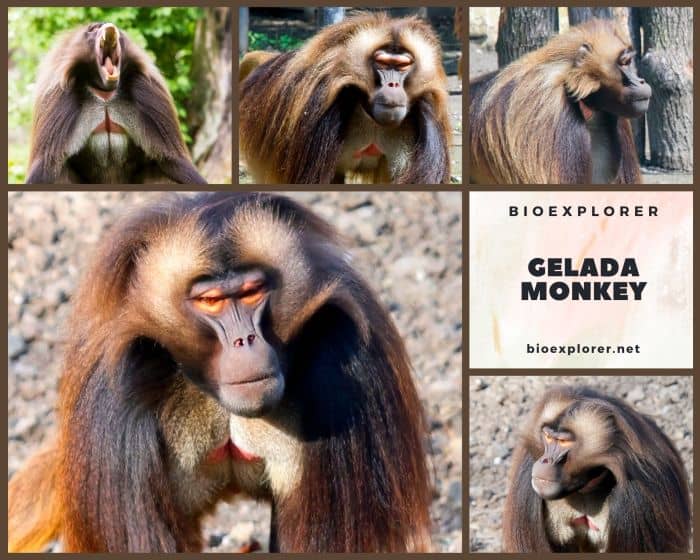 Gelada