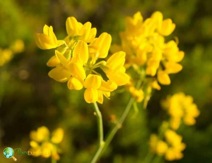 Genista Flowers