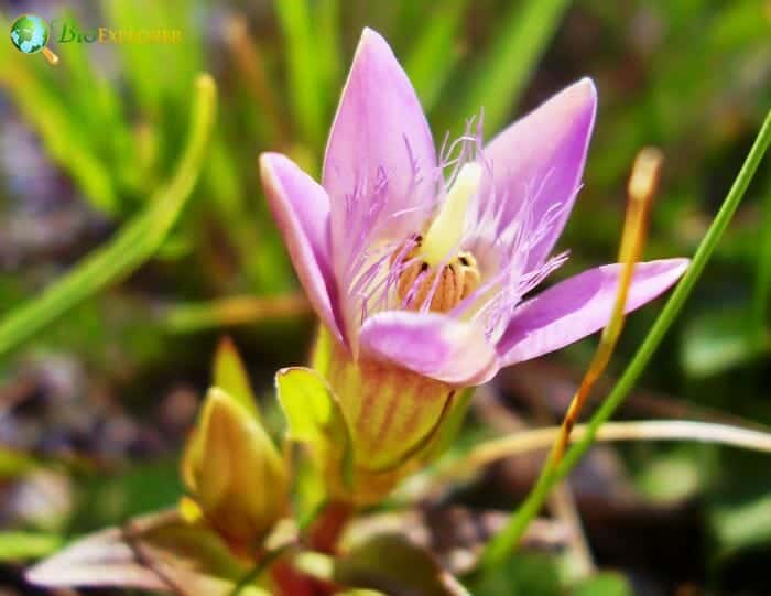 Gentianales Flower