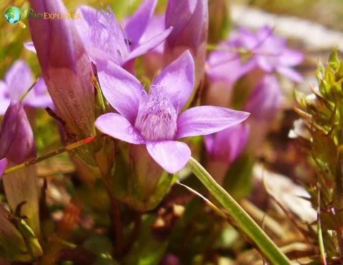 Gentianales Flowers