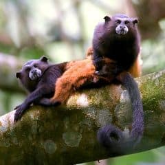 Geoffroy's Saddle-back Tamarin Geoffroy's Saddle-back Tamarin