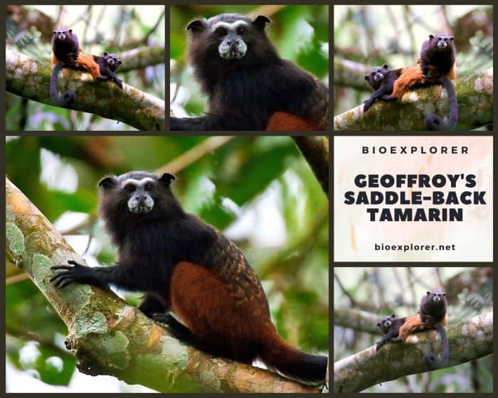 Geoffroy's Saddleback Tamarin
