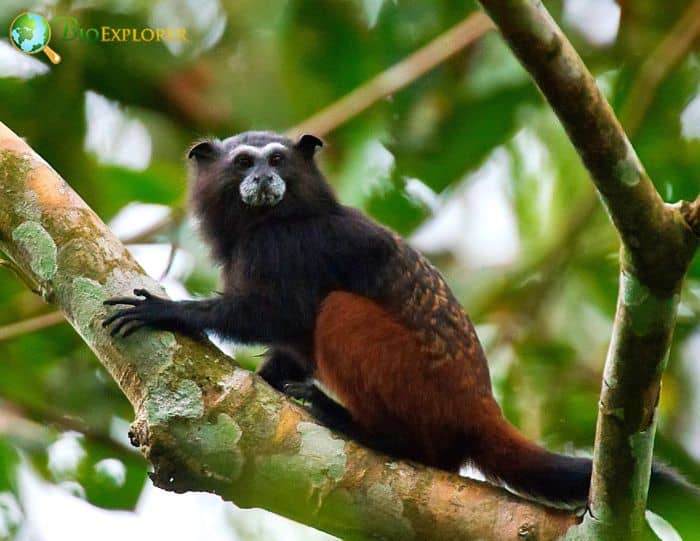 Geoffroys Saddleback Tamarin Geoffroys Saddleback Tamarin