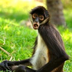 Macaco-aranha-de-Geoffroy (Ateles geoffroyi), Geoffroy's Spider Monkey