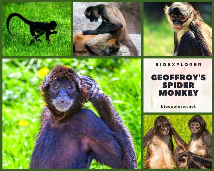 Geoffroy's Spider Monkey