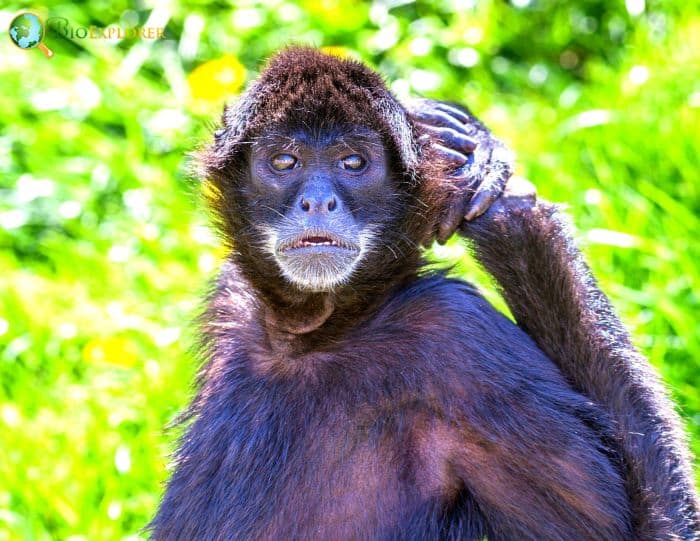 Macaco Aranha Geoffroys, Ateles Geoffroyi, Também Conhecido Como