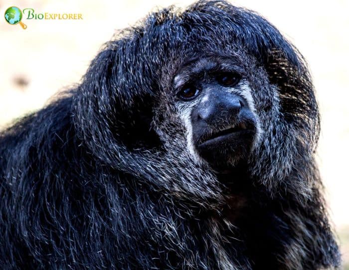 Geoffroy's Monk Saki Geoffroy's Monk Saki