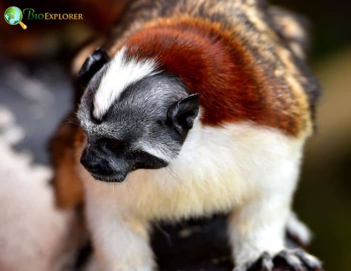 Geoffroy's Tamarin 