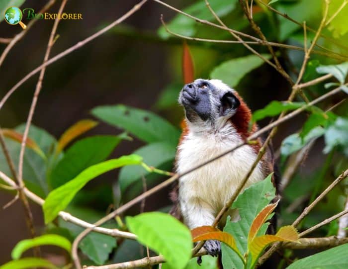 Geoffroy's tamarin - Wikipedia